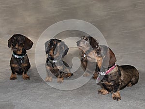 Four wire-haired miniature dachshunds sitting on floor looking up