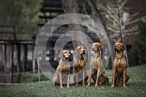 Four Wirehaired Vizslas