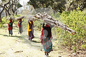 four women walks carring dry wood after cutting the dead trees, in the colorful costumes and ornaments of the tribes.