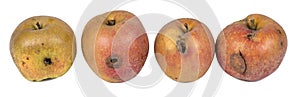 Four worm Apple Maggot Larva Eating damaged Apple on White Background