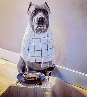 Four years old birthday cane corso italian mastiff steak