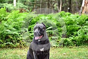 Four years old cane corso italian mastiff in forest