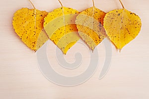 Four yellow autumn cottonwood leaves