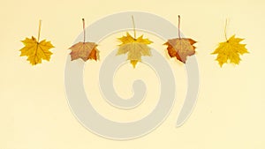 Four yellow autumn maple leaves on a beige background. Coming of fall concept