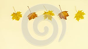 Four yellow autumn maple leaves on a beige background. Coming of fall concept.