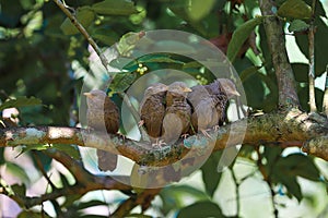 Four yellow billed babblers playing on tree branch