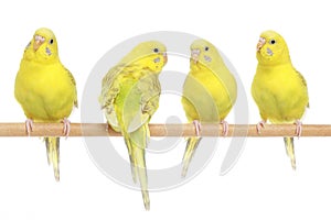 Four yellow budgie on branch