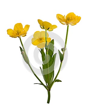 Four yellow buttercup flowers photo