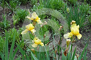 Four yellow flowers of bearded irises