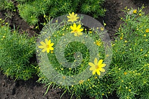 Four yellow flowers of Coreopsis verticillata