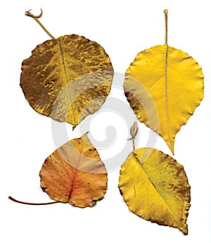 Four Yellow Leaves