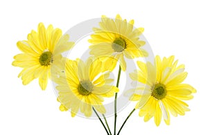 Four Yellow Shasta Daisy Flowers Isolated on White