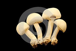 Four Yellow Stainer Mushrooms Stilllife