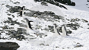 Four young Adelie penguins playing