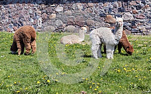 Four young alpacas entertain outdoors