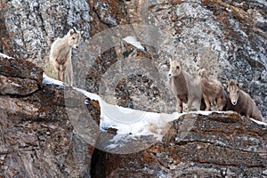 Four young Bighorn Sheep on snowy cliff's edge near Jackson Wyoming