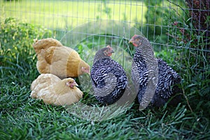 Four young chickens by a fence in the grass