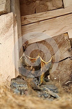 Four young chicks of Eurasian Jay (Garrulus glandarius)