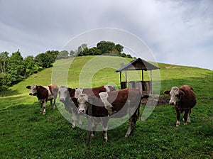 Four young cows in picturesque landscape