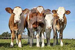 Four young cows in a row, side by side, standing upright in a meadow, red white in the Netherlands