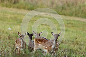 Four young fallow deer (Dama dama), in a meadow.Horizontal view