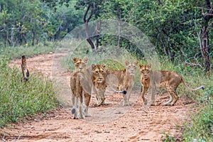 Four young Lions starring at the camera.animal, cat, wild, lion, wildlife, nature, feline, carnivore, african, dangerous, leo, big