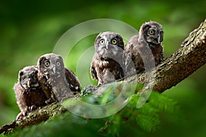Four young owls. Small bird Boreal owl, Aegolius funereus, sitting on the tree branch in green forest background, young, baby, cub