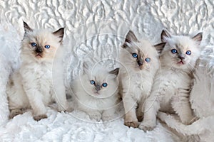 Four young Ragdoll cats sitting in a row