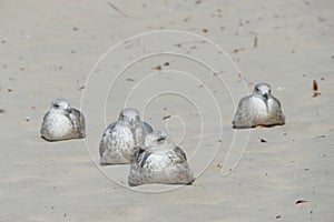 Four young seagulls Larus marinus are resting on a sandy beach during a summer sunny day.