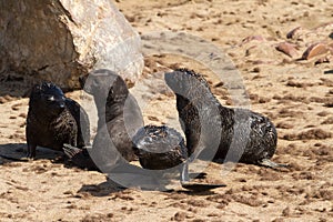 Four young seal pubs playing at the beach