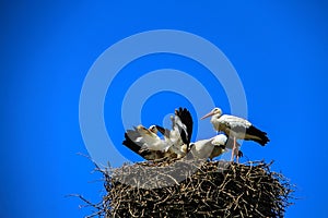 - four young storks are eating lunch.