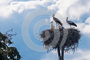 Four young storks on the nest