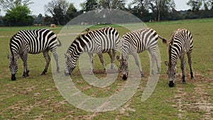 Four zebras