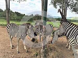 Four zebras eating grass in the zoo, animal life