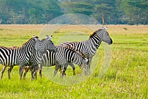 Four Zebras, Maasai Mara, Kenya