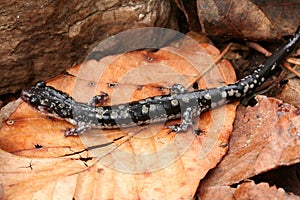 Fourche Mountain Salamander photo