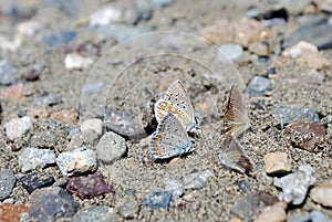 Foure butterflies in the sand