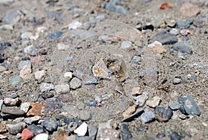 Foure butterflies in the sand and stones