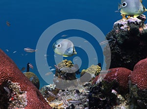 Foureye Butterfleyfish