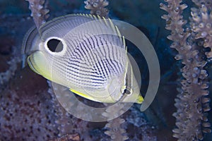 Foureye Butterflyfish