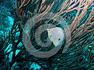 Foureye Butterflyfish