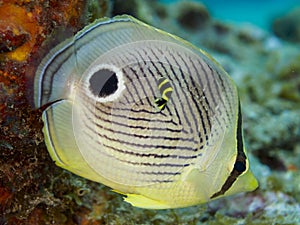 Foureye butterflyfish, Chaetodon capistratus. CuraÃ§ao, Lesser Antilles, Caribbean