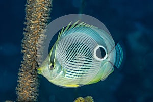 Foureye butterflyfish swimming in Bahamas