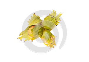 Fourfold green raw hazel nuts