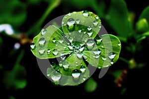 Fourleaf Clover With Dewdrops, Closeup. Generative AI