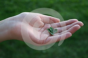 Fourleafed clover in female hand