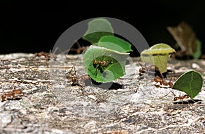 FOURMI COUPEUSE DE FEUILLES atta