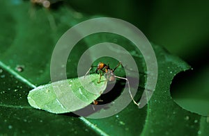 FOURMI COUPEUSE DE FEUILLES atta