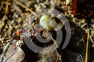 Fourmi rousse des bois Formica rufa in its natural element