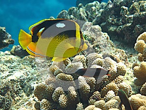 Fourspot Butterflyfish